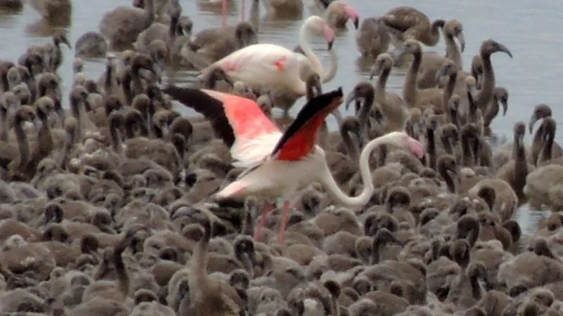 Flamingo Adası Sırları: İzmir'de Görmeniz Gereken Sergi!