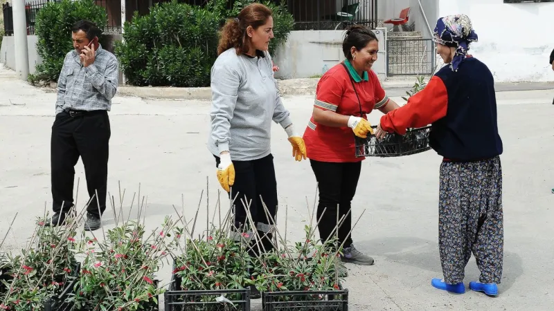 Karşıyaka'da Yeşil Umut: Yangın Sonrası Zeytin Fidanları Dağıtıldı!