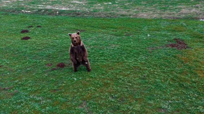 Ayı Uykudan Uyandı! Erzincan'da İşte O Anlar (Video)