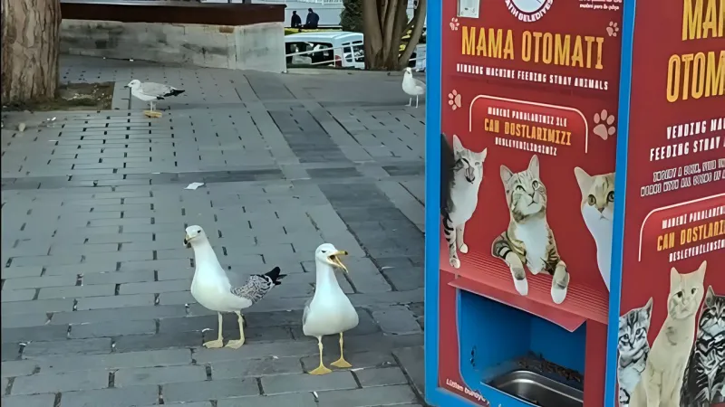 Martılar Miyavlayarak Mama İstedi! İstanbul'da Şaşırtan Anlar!