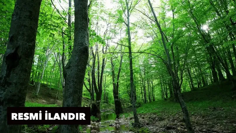 İzmir'de Orman Yolu Müjdesi! Yeni İhale Ne Zaman?