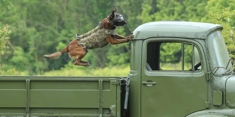 Bomba Uzmanları: Bursa'da Eğitilen Köpekler Sırrı Çözüyor!