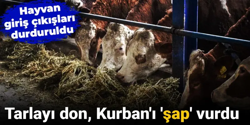 Balıkesir'de Şap Alarmı! Karantina İlan Edildi, Hayvan Giriş Çıkışı Yasak!