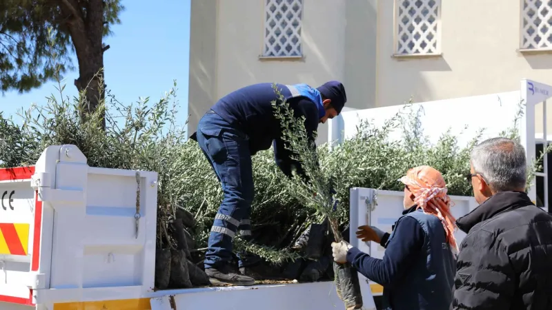 Urla'da Zeytin Fidanı Coşkusu! Üreticiye Büyük Destek