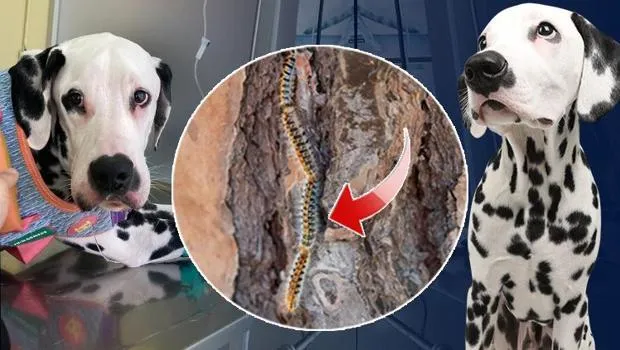 Zehirli Tırtıl Saldırısı! Köpeğe Değdi, Sahibi Şoke Oldu!