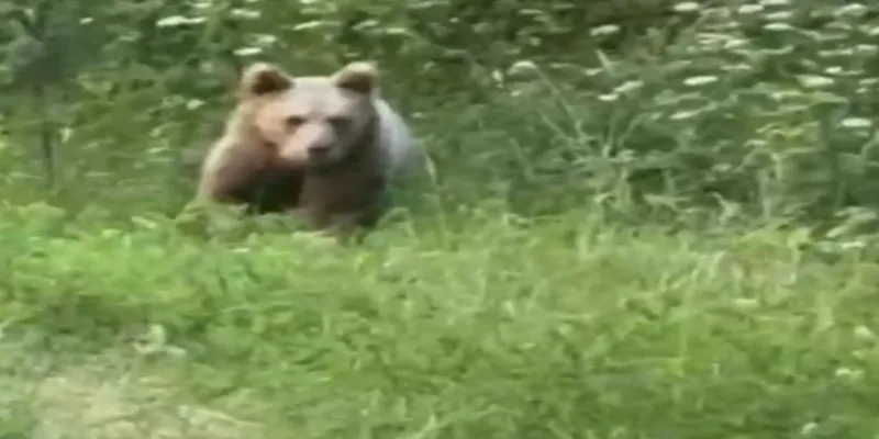 Parktan gelen ayı evin bahçesine girdi