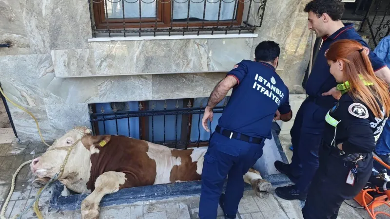 Sahibinden kaçan boğa, pencere boşluğuna düştü: O anlar kamerada