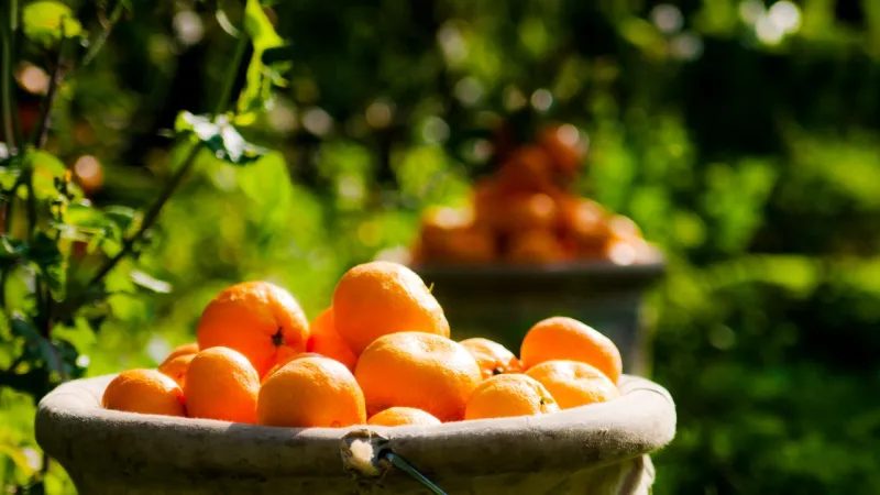 Satsuma Mandalina İhracatı Başlıyor! Hedef 500 Milyon Dolar