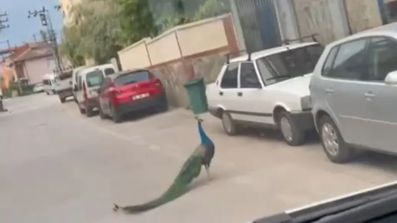Tavus kuşu şehir turuna çıktı: Trafikte ilginç anlar yaşandı