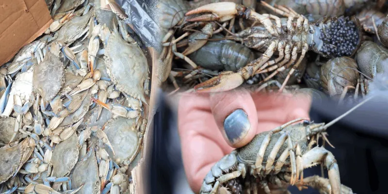 Yasak av, kolilere saklandı! Terminalde 340 kilo canlı ele geçti