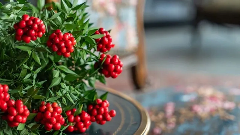 Yılbaşının vazgeçilmezi: Kokinayı özel yapan şey ne?