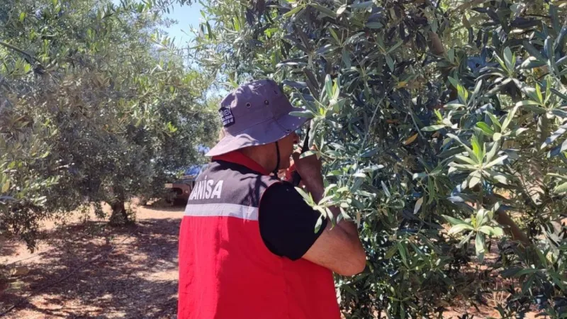 Zeytin güvesi alarmı: Tarım Müdürlüğü üreticileri uyardı