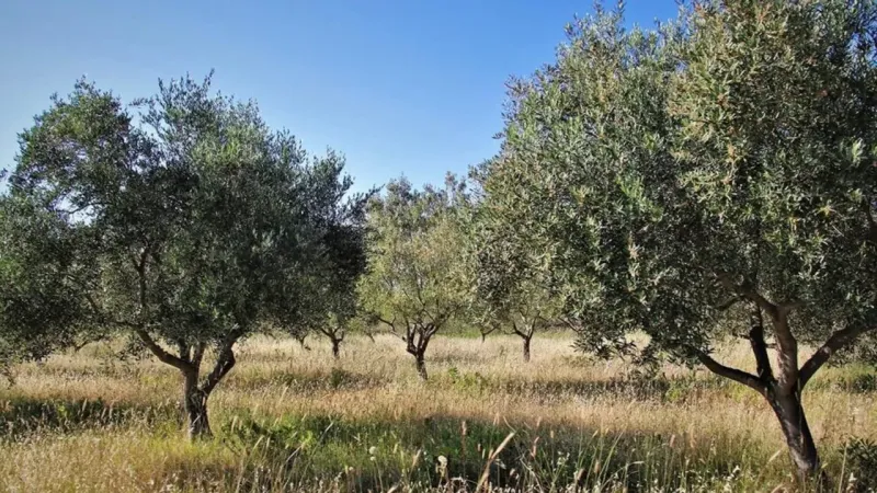 Zeytinlikleri madene açan yasa teklifine bir tepki daha!